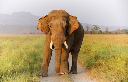 Picture of MUSTH TUSKER ON THE TRACK-CORBETT NATIONAL PARK-INDIA