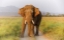 Picture of MUSTH TUSKER ON THE TRACK-CORBETT NATIONAL PARK-INDIA