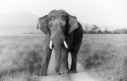 Picture of MUSTH TUSKER ON THE TRACK-CORBETT NATIONAL PARK-INDIA