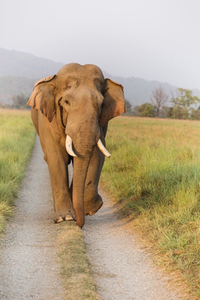 Picture of MUSTH TUSKER ON THE JUNGLE TRACK-CORBETT NATIONAL PARK-INDIA