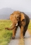 Picture of MUSTH TUSKER ON THE JUNGLE TRACK-CORBETT NATIONAL PARK-INDIA