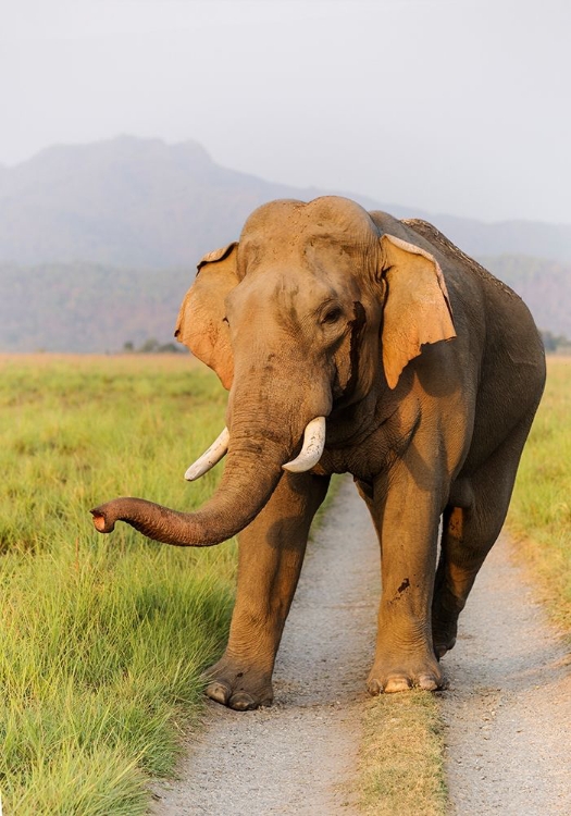 Picture of MUSTH TUSKER ON THE JUNGLE TRACK-CORBETT NATIONAL PARK-INDIA