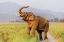 Picture of MUSTH TUSKER ON THE JUNGLE TRACK-CORBETT NATIONAL PARK-INDIA
