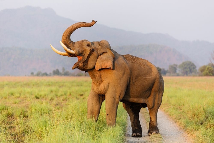 Picture of MUSTH TUSKER ON THE JUNGLE TRACK-CORBETT NATIONAL PARK-INDIA