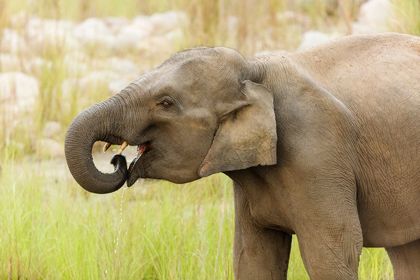 Picture of ASIAN ELEPHANT DRINKING WATER-CORBETT NATIONAL PARK-INDIA