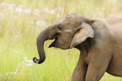 Picture of ASIAN ELEPHANT DRINKING WATER-CORBETT NATIONAL PARK-INDIA