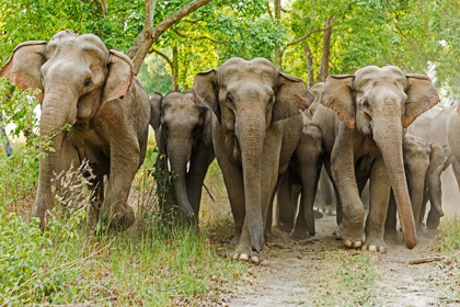 Picture of ASIAN ELEPHANT FAMILY IN THE SAL FOREST CORBETT NATIONAL PARK-INDIA