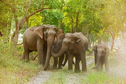 Picture of ASIAN ELEPHANT FAMILY ON THE JUNGLE TRACK CORBETT NATIONAL PARK-INDIA