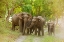 Picture of ASIAN ELEPHANT FAMILY ON THE JUNGLE TRACK CORBETT NATIONAL PARK-INDIA
