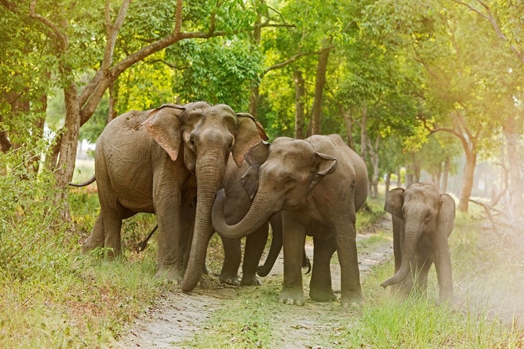 Picture of ASIAN ELEPHANT FAMILY ON THE JUNGLE TRACK CORBETT NATIONAL PARK-INDIA