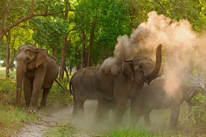 Picture of ASIAN ELEPHANT TAKING DUST BATH CORBETT NATIONAL PARK-INDIA