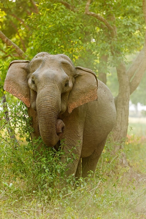 Picture of ASIAN ELEPHANT ON THE EDGE OF FOREST CORBETT NATIONAL PARK-INDIA