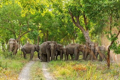 Picture of HERD OF ASIAN ELEPHANTS IN THE SAL FOREST CORBETT NATIONAL PARK-INDIA