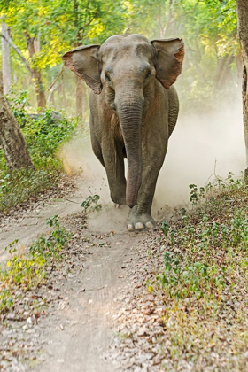 Picture of ASIAN ELEPHANT CHARGING CORBETT NATIONAL PARK-INDIA