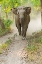 Picture of ASIAN ELEPHANT CHARGING CORBETT NATIONAL PARK-INDIA