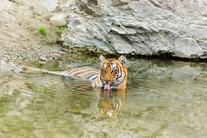 Picture of TIGRESS IN THE BACKWATERS OF RAMGANGA RIVER CORBETT NATIONAL PARK-INDIA