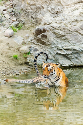 Picture of TIGRESS IN THE BACKWATERS OF RAMGANGA RIVER CORBETT NATIONAL PARK-INDIA