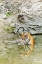 Picture of TIGRESS IN THE BACKWATERS OF RAMGANGA RIVER CORBETT NATIONAL PARK-INDIA