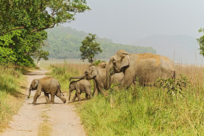 Picture of ASIAN ELEPHANT FAMILY CROSSING THE JUNGLE TRACK CORBETT NATIONAL PARK-INDIA