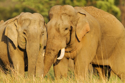 Picture of COURTING PAIR OF ASIAN ELEPHANTS CORBETT NATIONAL PARK-INDIA