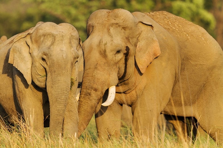 Picture of COURTING PAIR OF ASIAN ELEPHANTS CORBETT NATIONAL PARK-INDIA