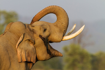 Picture of MUSTH TUSKER GIVING A SALUTE CORBETT NATIONAL PARK-INDIA