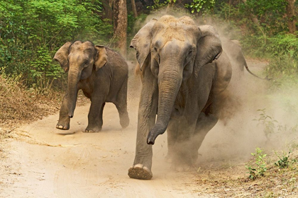 Picture of ASIAN ELEPHANTS CHARGING-CORBETT NATIONAL PARK-INDIA