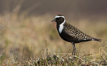 Picture of AMERICAN GOLDEN PLOVER