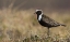 Picture of AMERICAN GOLDEN PLOVER