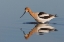 Picture of AMERICAN AVOCET FORAGING