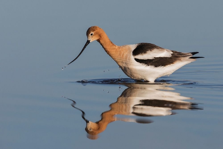 Picture of AMERICAN AVOCET FORAGING