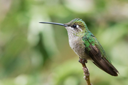 Picture of BROAD-TAILED HUMMINGBIRD (FEMALE)