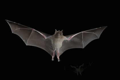 Picture of LESSER LONG-NOSED BAT