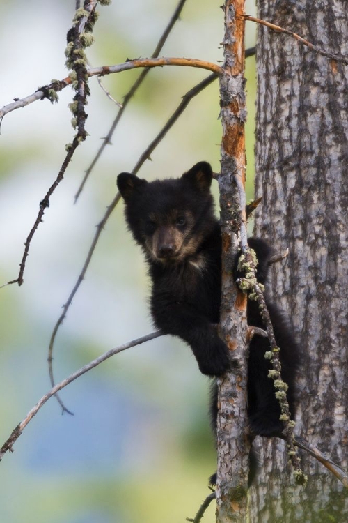 Picture of BLACK BEAR CUB CLIMBING