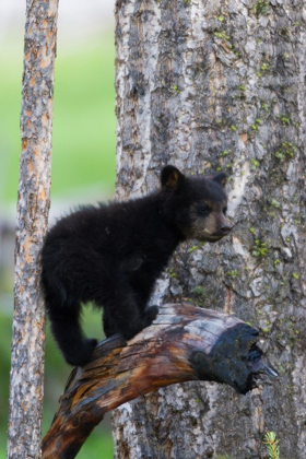 Picture of BLACK BEAR CUB
