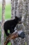 Picture of BLACK BEAR CUB