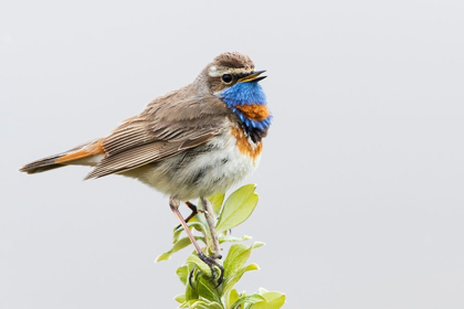 Picture of BLUETHROAT-TERRITORY SONG