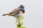 Picture of BLUETHROAT-TERRITORY SONG