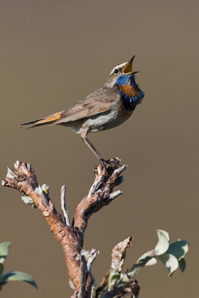 Picture of MALE BLUETHROAT SINGING