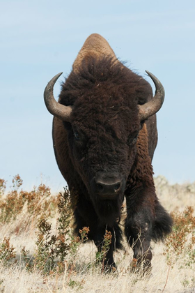 Picture of BISON BULL ON THE MOVE
