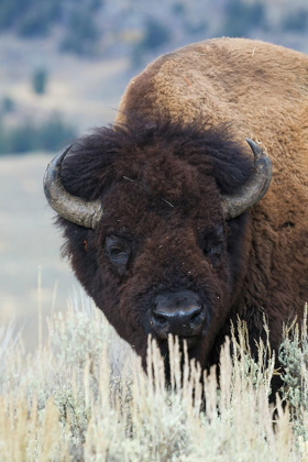 Picture of BIG BISON BULL