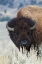 Picture of BIG BISON BULL