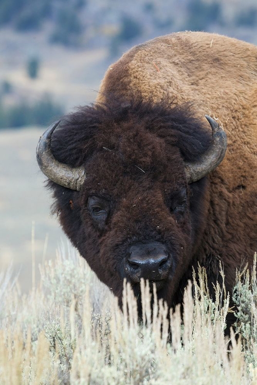 Picture of BIG BISON BULL