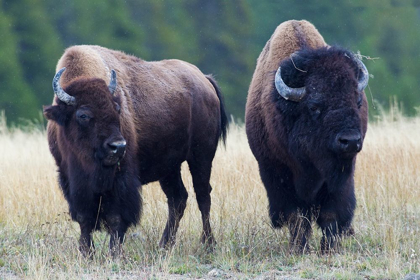 Picture of BISON PAIR