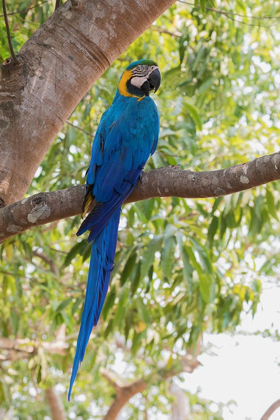 Picture of BLUE AND GOLD MACAW-ROOSTING IN THE SHADE