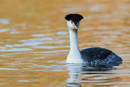 Picture of CLARKS GREBE