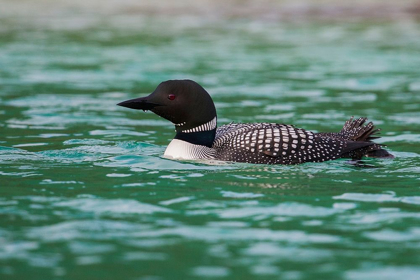 Picture of COMMON LOON