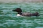 Picture of COMMON LOON