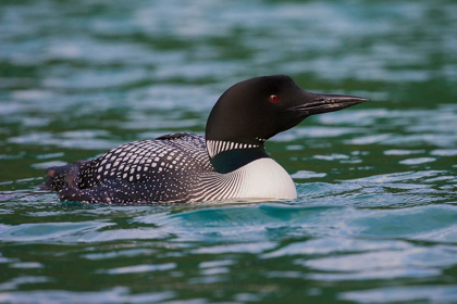 Picture of COMMON LOON