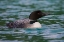 Picture of COMMON LOON
